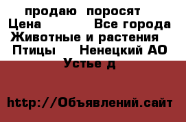 продаю  поросят  › Цена ­ 1 000 - Все города Животные и растения » Птицы   . Ненецкий АО,Устье д.